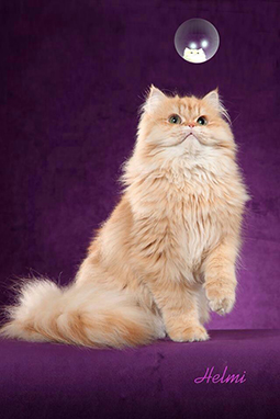 Long haired ginger cat